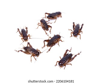 Gryllidae On A White Background .