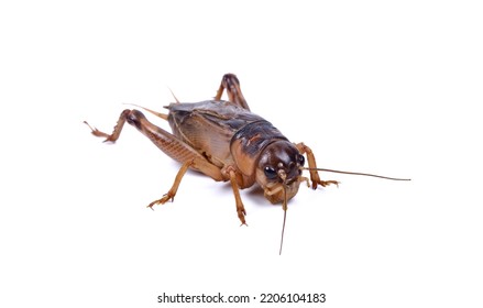 Gryllidae On A White Background  .