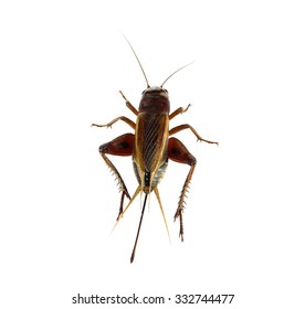 Gryllidae On A White Background.