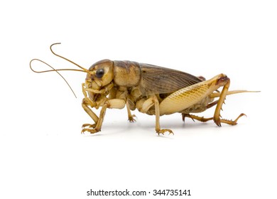 Gryllidae On A White Background.