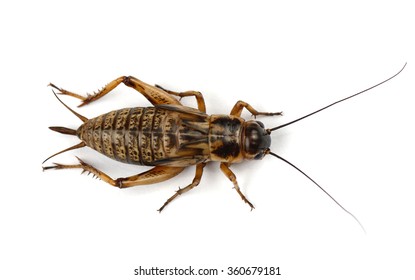 Gryllidae On A White Background.

