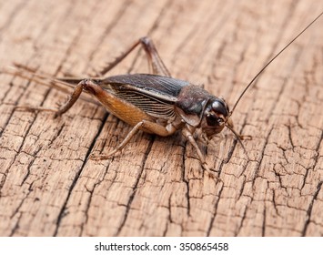 Gryllidae On Wood