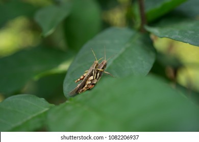  Gryllus Bimaculatus House Cricket Short, Rounded Head, Long Shoulders, Yarn, Body With Black Legs, Black With A Prominent Yellow Spots At The Base Of The Wings With Two Mouths. The Wings Are Long. 