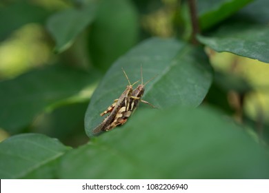  Gryllus Bimaculatus House Cricket Short, Rounded Head, Long Shoulders, Yarn, Body With Black Legs, Black With A Prominent Yellow Spots At The Base Of The Wings With Two Mouths. The Wings Are Long. 