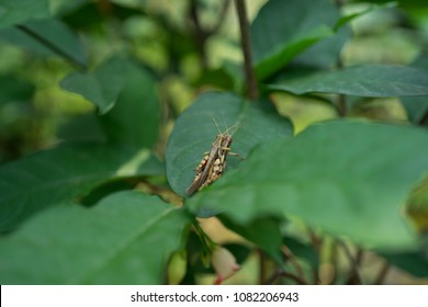  Gryllus Bimaculatus House Cricket Short, Rounded Head, Long Shoulders, Yarn, Body With Black Legs, Black With A Prominent Yellow Spots At The Base Of The Wings With Two Mouths. The Wings Are Long. 