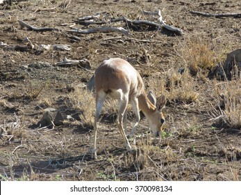 Grysbok.
