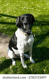 GSP - German Short Haired Pointer 
