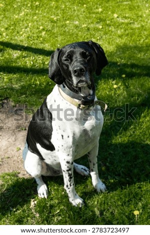GSP - German Short Haired Pointer 