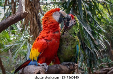 Guacamayos Love Stock Photo 1347360140 | Shutterstock