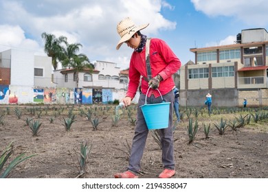 Guadalajara Jalisco Mexico - August 24, 2022: A Young Farm Worker Applying Insecticides To Agave Plants.