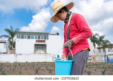 Guadalajara Jalisco Mexico - August 24, 2022: A Young Farm Worker Is Applying Insecticides To Agave Plants.