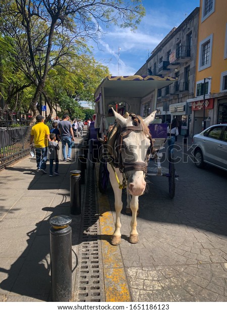 Guadalajara, Mexico - 02 18 2020: White\
horse attached to coach cart in an urban street waiting for\
customers, traditionally known as\
\