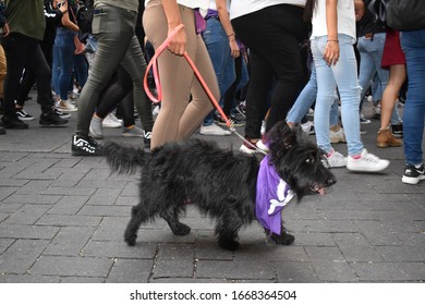 Guadalajara, Mexico - 03 08 2020: Black Pet Dog Wearing Purple Bandana Marching Along Women In The Women's Day Protest March 8M 2020. Women's Legs Can Be Seen In The Background