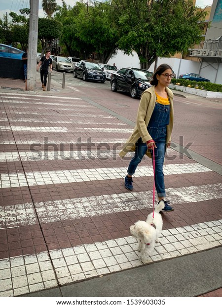 Guadalajara, Mexico -\
October 19 2019: Young brunette woman with glasses crossing the\
street road with white dog on a leash on a summer day. Pedestrian\
with dog crossing 