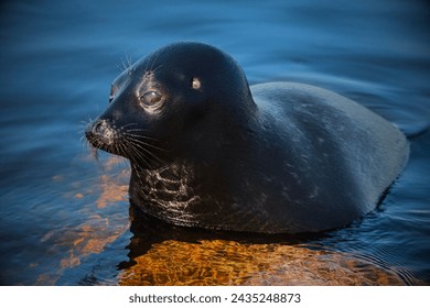 Guadalupe Fur Seal (Arctocephalus townsendi): Endemic to Guadalupe Island off the coast of Mexico, this species is considered vulnerable due to historical hunting and human disturbance.