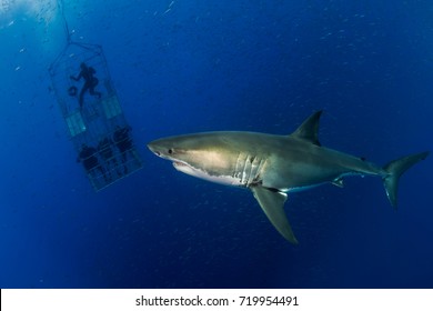 Guadalupe Island, Mexico