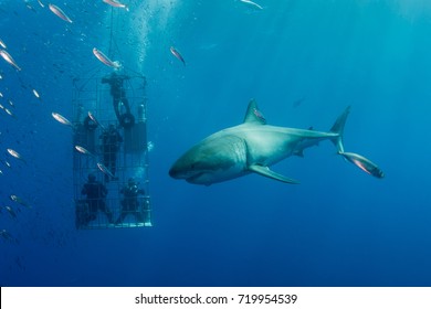 Guadalupe Island, Mexico