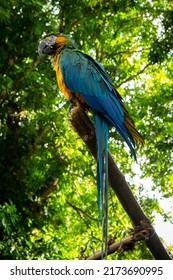 Guadeloupe - Blue And Yellow Macaw At The Zoo Des Mamelles