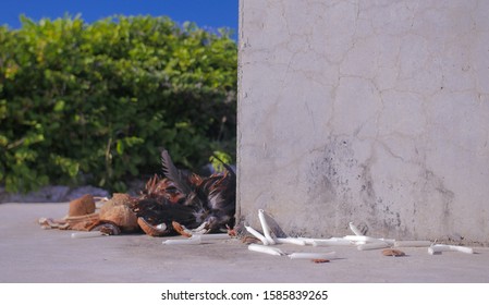 GUADELOUPE - FEBRUARY, 2019 : Remaining Part Of A Voodoo Ceremony