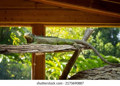 Guadeloupe - Green Lizard At The Zoo Des Mamelles