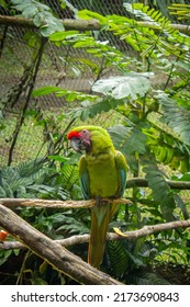 Guadeloupe - Green Macaw At The Zoo Des Mamelles