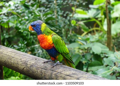 Guadeloupe Island Parrot