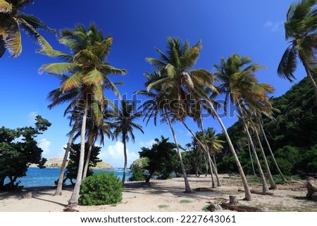 Guadeloupe nature. Pompierre Beach (Plage de Pompierre) on Terre De Haut island.