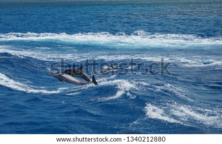 guam sea Dolphin