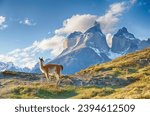 Guanaco and Cuernos del Paine in Chile