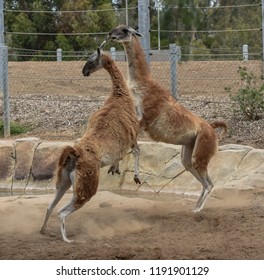 Guanaco Fight, Careful They Spit!