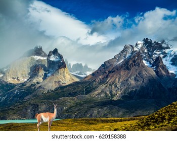 Guanaco Foot Cliffs Los Cuernos Mountains Stock Photo 620158388 ...