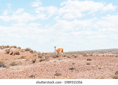 Guanaco Into The Patagonian Steppe