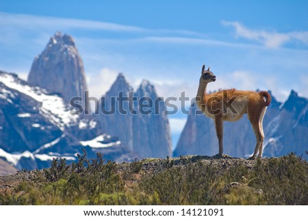 Guanaco (Lama Guanicoe) admiring the Andes.  Torres del Paine National Park, Patagonia, Chile.