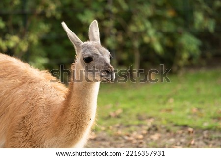 The guanaco (Lama guanicoe) is a camelid native to South America, closely related to the llama. Guanacos are one of two wild camelids, the other being the vicuña, which lives at higher elevations.