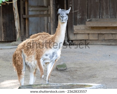 The guanaco (Lama guanicoe) is a camelid native to South America that is closely related to the llama. Guanacos are one of two wild camelids, the other being the vicuña, which lives at higher altitude
