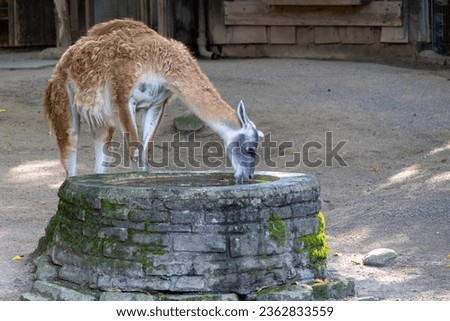 The guanaco (Lama guanicoe) is a camelid native to South America that is closely related to the llama. Guanacos are one of two wild camelids, the other being the vicuña, which lives at higher altitude