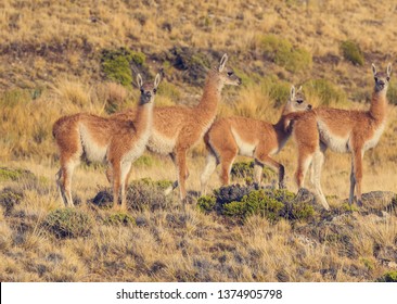 Guanaco (Lama Guanicoe) in Patagonia - Shutterstock ID 1374905798