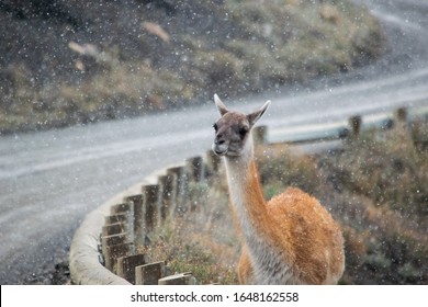 Guanaco On Road Under Snow