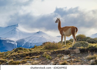 Guanaco on top of the mountain in Torres del Paine Chile