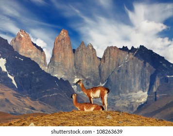 Guanaco in Torres del Paine National Park, Patagonia, Chile