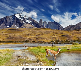 Guanaco in Torres del Paine National Park, Patagonia, Chile 