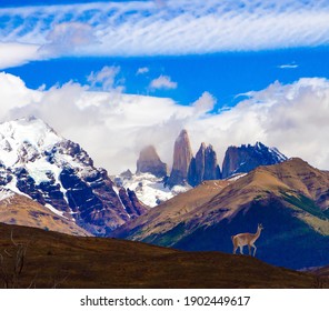  Guanaco is a wild humpbacked camel that lives in South America. The amazing park of Torres del Paine. Famous cliffs among clouds and glaciers. The concept of extreme tourism and photo tourism