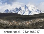 Guanacos (Lama guanicoe) on a ridge in front of snow-capped mountains, Torres del Paine National Park, Chilean Patagonia, Chile