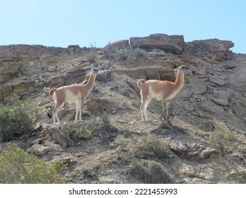 Guanacos On Rocks In Andes, Argentina

