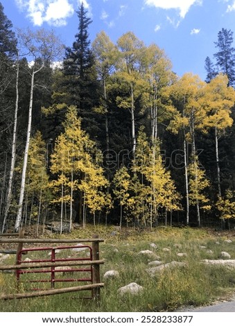 Guanella Pass Aspen Trees Landscape in Colorado