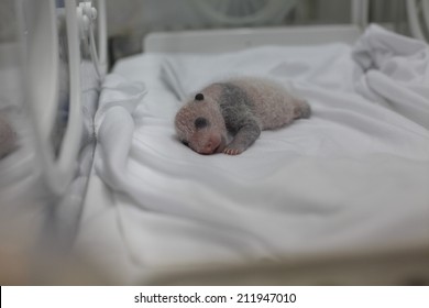 GUANGZHOU, CHINA - AUGUST 12. 2014.:A newborn giant panda cub, one of the triplets which were born to giant panda Juxiao (not pictured), is seen inside an incubator at the Chimelong Safari Park. 