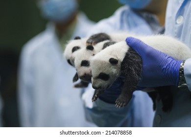 GUANGZHOU, CHINA - AUGUST 28. 2014.:A Newborn Giant Panda Triplets Which Were Born To Giant Panda Juxiao (not Pictured), Is Seen Inside An Incubator At The Chimelong Safari Park.