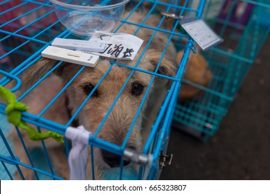 GUANGZHOU, CHINA - JUNE 22. 2017 - Volunteer Veterinarians Treat Sick And Wounded Dogs Rescued From A Truck Heading Towards The Yulin Dog Meat Festival In The Improvised Shelter.