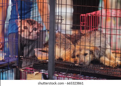 GUANGZHOU, CHINA - JUNE 22. 2017 - Volunteer Veterinarians Treat Sick And Wounded Dogs Rescued From A Truck Heading Towards The Yulin Dog Meat Festival In The Improvised Shelter.