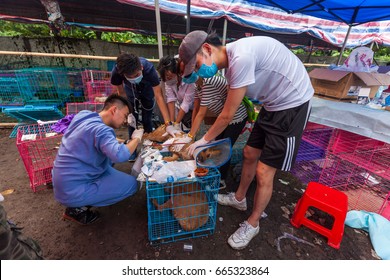 GUANGZHOU, CHINA - JUNE 22. 2017 - Volunteer Veterinarians Treat Sick And Wounded Dogs Rescued From A Truck Heading Towards The Yulin Dog Meat Festival In The Improvised Shelter.